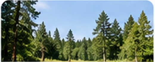 Maa & metsä